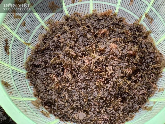 Thành quả sau cả giờ thi hoạch.