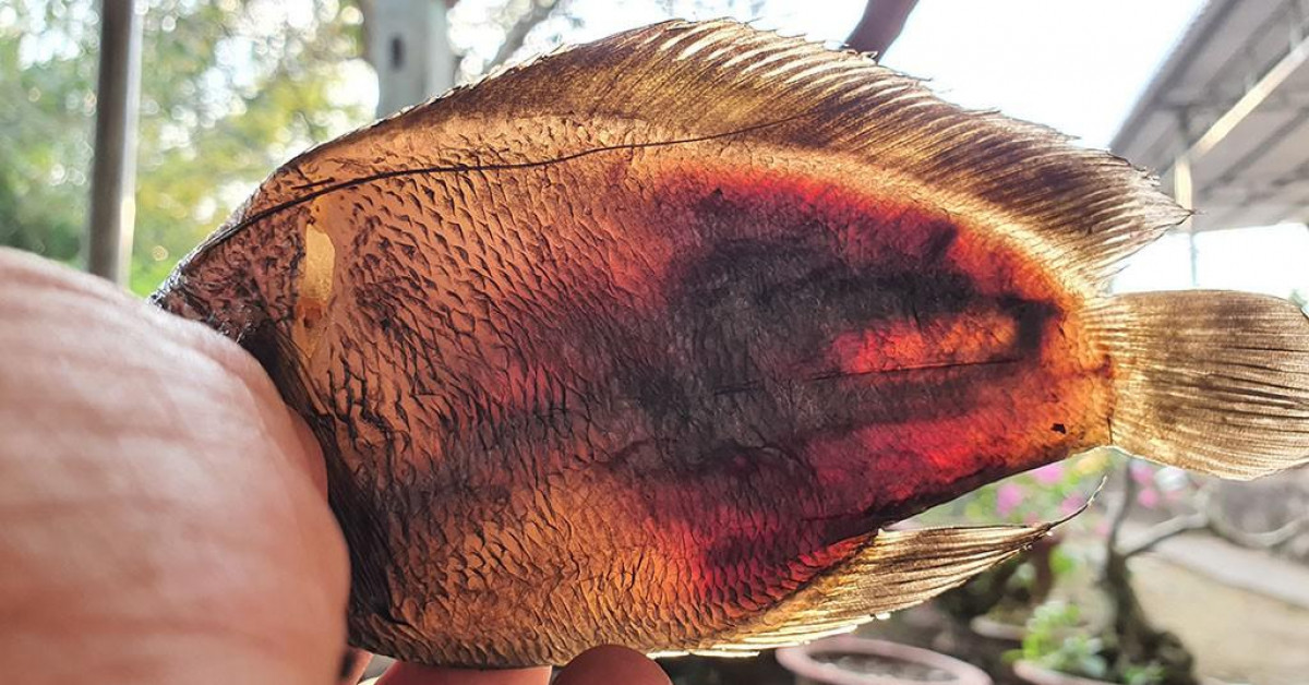 Tin tức trong ngày - Sét đánh làm cá chết hàng loạt