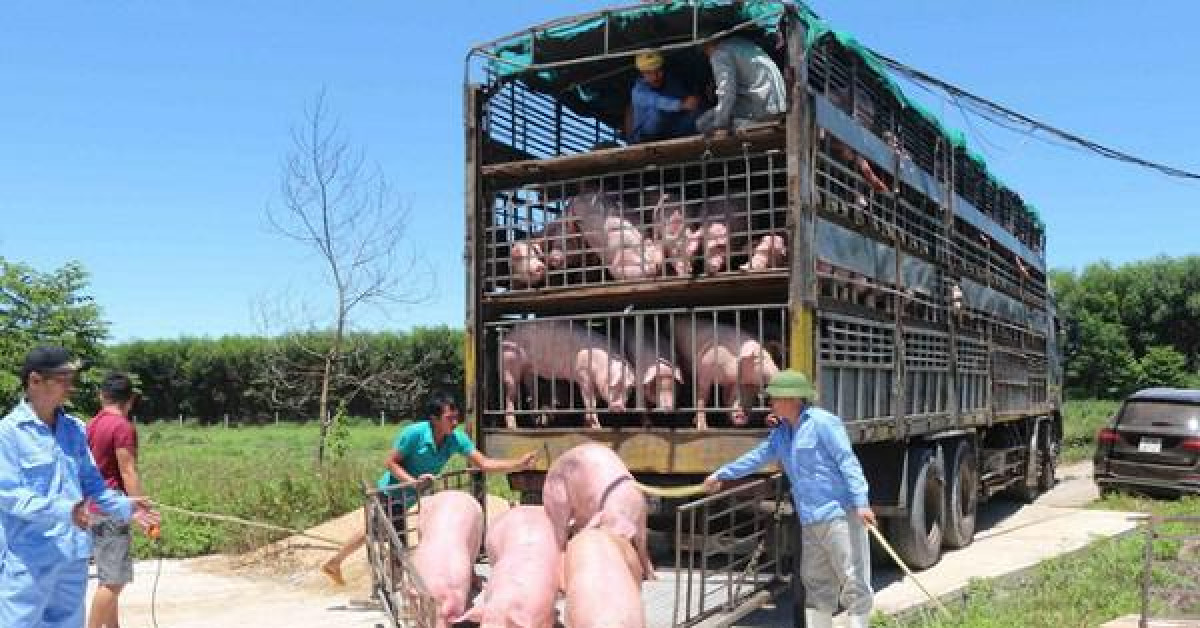 Thị trường - Tiêu dùng - Cảnh báo nhập lợn từ Thái Lan, rồi xuất "chui" qua Trung Quốc