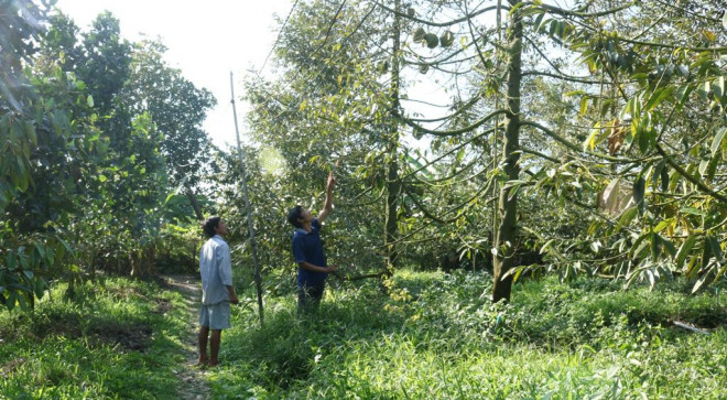 Nông dân thăm vườn sầu riêng đặc sản.