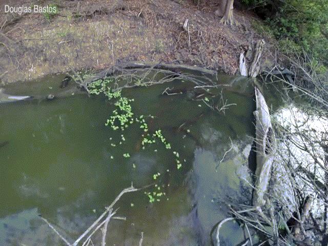 Thế giới - Đáng sợ hành vi đi săn "theo hội" của loài thủy quái Amazon phóng điện mạnh nhất Trái đất