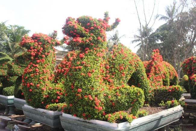 Tuy nhiên, cây bông trang lớn chậm nên muốn tạo hình cũng phải đợi 3-5 năm. Nếu tạo hình con thú có kích thước lớn thì phải từ 13 – 15 năm tuổi trở lên mới làm được.
