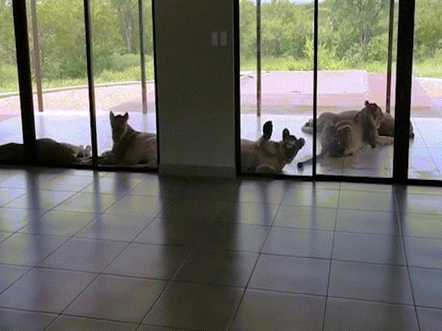 Phi thường - kỳ quặc - Video: Sáng vừa mở mắt, thấy bị 6 con sư tử "bao vây"