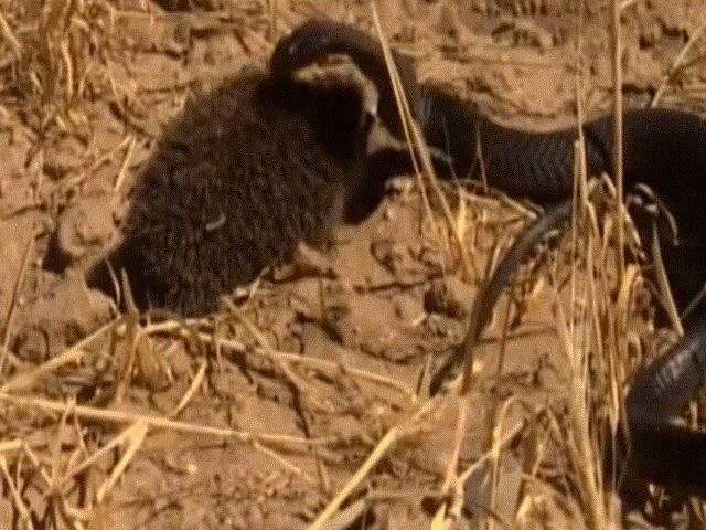 Phi thường - kỳ quặc - Video: Bị nhím "trêu ngươi", hổ mang Ai Cập phùng mang trợn mắt tấn công và cái kết