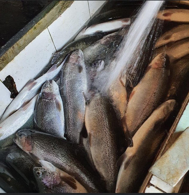 Cá hồi được rao bán chỉ 100.000 đồng/kg trên chợ mạng.
