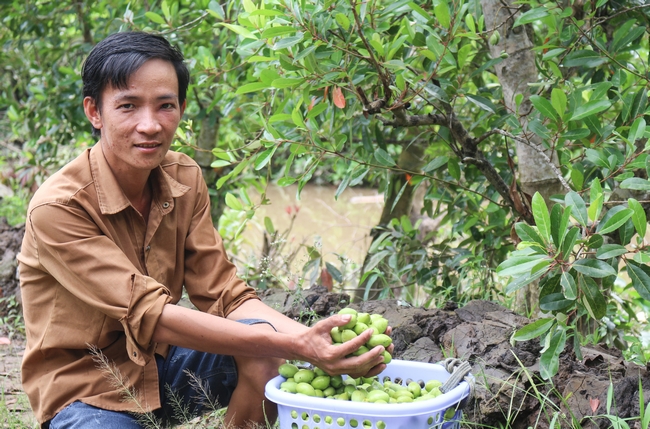 Hay như anh Nguyễn Văn Nhẫn (ngụ ấp Hòa Thuận, xã Hòa Ninh, huyện Long Hồ, tỉnh Vĩnh Long) cũng kiếm khoảng 200 triệu/năm nhờ bán cành và quả cà na.
