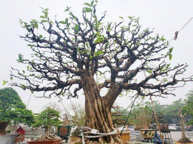 Thị trường - Tiêu dùng - Choáng váng chậu mai chiếu thủy thế lạ "tạm giam" bằng xích vì sợ trộm