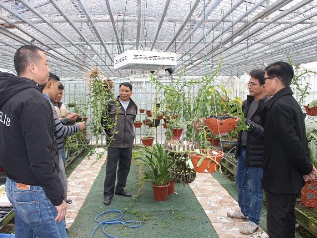 Thị trường - Tiêu dùng - Hơn 30 năm chăm khu vườn "vương giả", lão nông kiếm hàng chục tỷ đồng