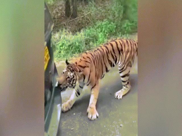 Phi thường - kỳ quặc - Video: Hổ cố "ăn thịt" xe hơi một cách khó hiểu