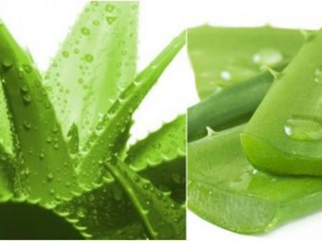 Sức khỏe đời sống - Công dụng chữa bệnh của cây lô hội