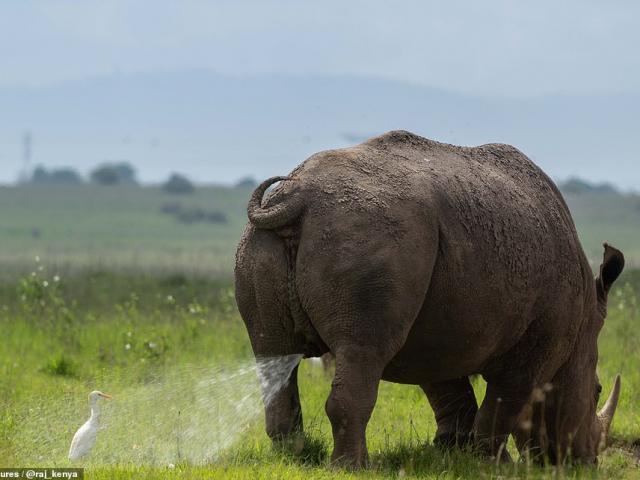 Phi thường - kỳ quặc - Con cò xui xẻo nhất năm 2021