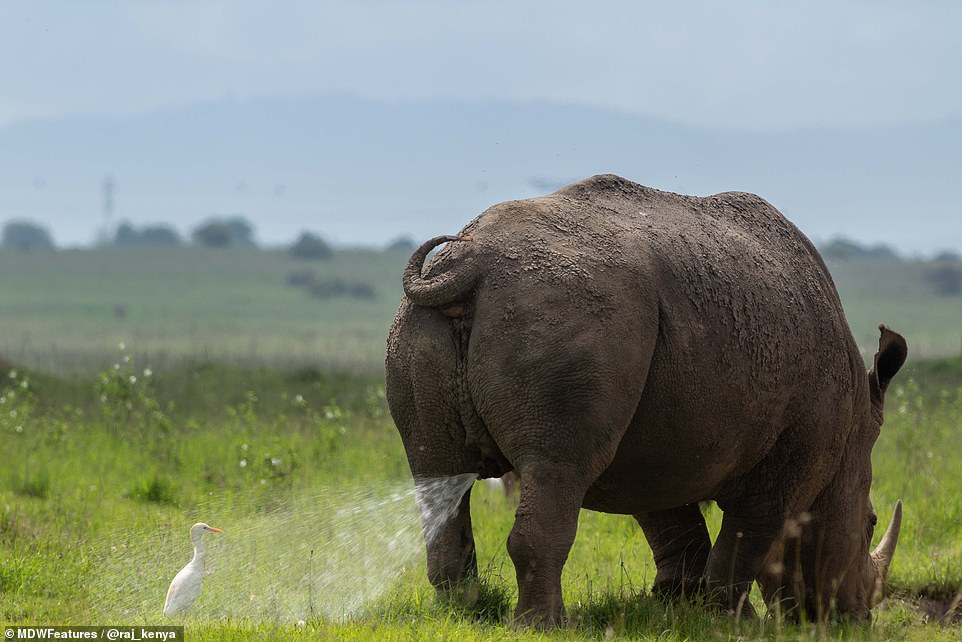 Ảnh chú cò tội nghiệp hứng trọn “mưa nước tiểu” của tê giác (ảnh: Daily Mail)