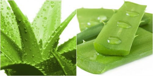 Medicinal uses of aloe vera - 1