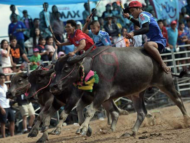 Thể thao - Đua trâu, môn thể thao tốc độ nguy hiểm được ưa chuộng tại Thái Lan