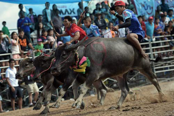 Có khoảng 8 đến 12 sự kiện đua trâu diễn ra ở Thái Lan mỗi năm nhưng cuộc đua tại tỉnh Chonburi là nổi tiếng và danh giá nhất. Cuộc đua diễn ra vào tháng 10 hàng năm này đã bắt nguồn từ thế kỷ 19 và là sự kiện đua trâu lâu đời nhất tại xứ chùa Vàng.
