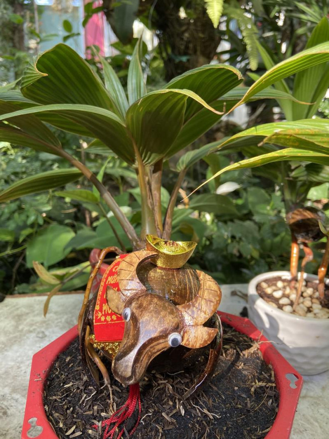 Chiêm ngưỡng bonsai hình trâu độc lạ năm Tân Sửu - 1