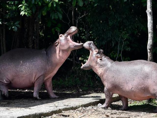 Thế giới - "Hà mã cocaine" của trùm ma túy gây họa: Chính phủ Colombia từng cố giết sạch không xong