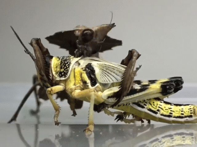 Media - Clip: Bữa ăn gớm ghiếc của bọ ngựa ma thu về hơn 8 triệu lượt xem