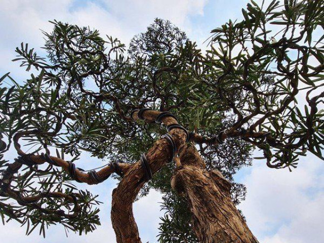 Thị trường - Tiêu dùng - Ngắm cây tùng thế cực “khủng” khiến dân chơi cây cảnh mê mệt