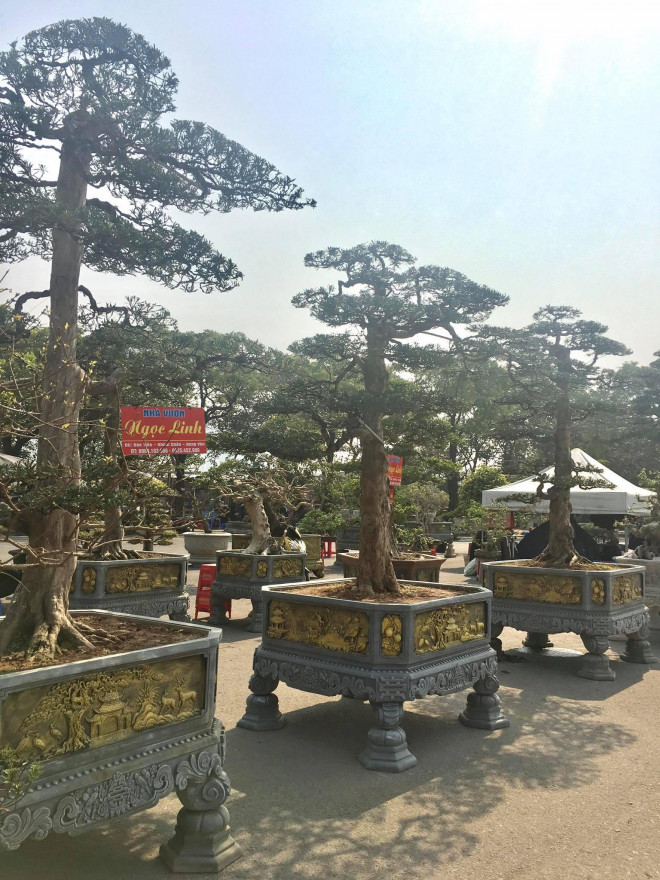 Những cây tùng này được chủ vườn đặt lên chậu trở nên đẹp và tăng thêm giá trị hơn.