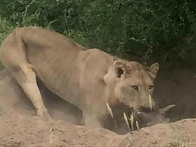 Media - 4 con sư tử hợp sức săn mồi kiểu lạ khiến lợn rừng mất mạng