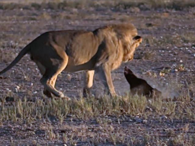 Media - "Kẻ bố đời" kiên cường chống trả khiến sư tử "bất lực"