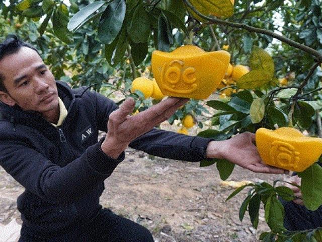 Thị trường - Tiêu dùng - Bưởi Diễn lạ chưa từng thấy, giá bán tăng gấp 10 lần vẫn hút khách dịp Tết 2021