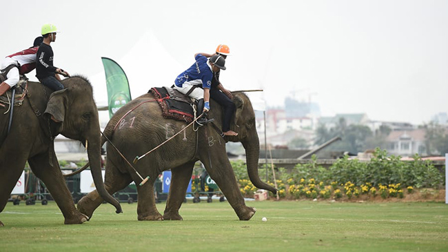 Polo voi tại&nbsp;Cúp Nhà vua (Thái Lan): Môn thể thao này không quá nguy hiểm mà lại&nbsp;rất ấn tượng và độc đáo nên du khách rất thích thú khi được thử trải nghiệm một lần.
