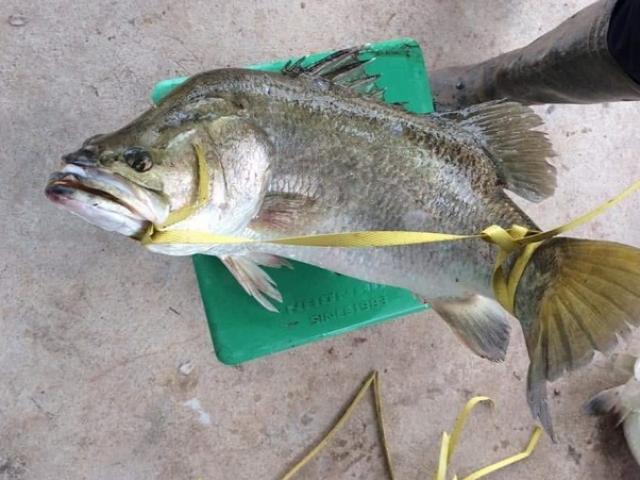 Thị trường - Tiêu dùng - Cá vược rớt giá chỉ còn 65.000 đồng/kg, nông dân xót xa bán lẻ từng con