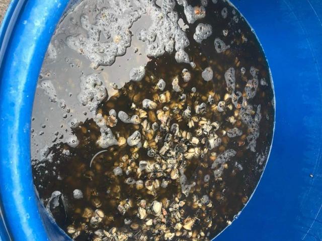 Tin tức trong ngày - TP.HCM: Phát hiện hơn 1,3 tấn ốc bươu ngâm hóa chất trước khi bán ra chợ và tiệm ăn