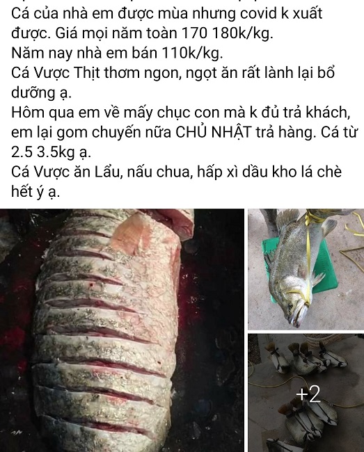 Trên chợ mạng cũng xuất hiện nhiều bài viết rao bán cá vược với giá "giải cứu".