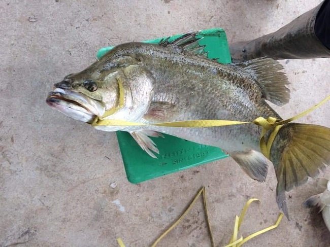 Cá vược hiện tại chỉ còn 65.000 đồng/kg khiến nhiều hộ nông dân nuôi cá gặp khó khăn trong việc tiêu thụ và thu hồi vốn.