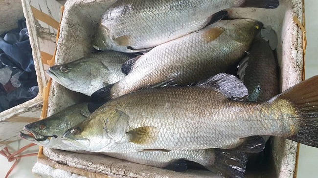 Thay vì bán buôn từ 5-7 tạ/lần, để bán được cá, nhiều hộ gia đình phải bán lẻ từng con.