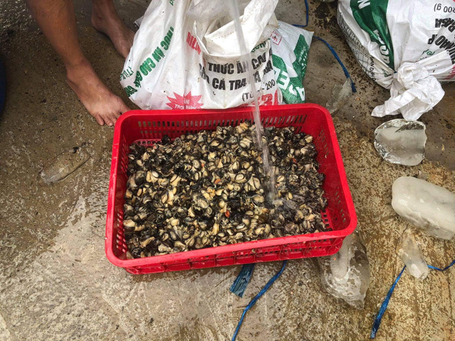 Số ốc ngâm hóa chất được phát hiện