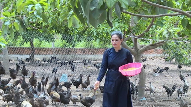 Gà H’Mông thường rất dễ nuôi với nhiều loại thức ăn đơn giản, dễ tìm như rau muống, lúa, sắn.&nbsp;
