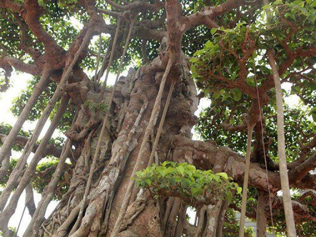 Thị trường - Tiêu dùng - Mãn nhãn siêu cây sanh dáng "lạ", đại gia sẵn sàng mua đứt 7 tỷ