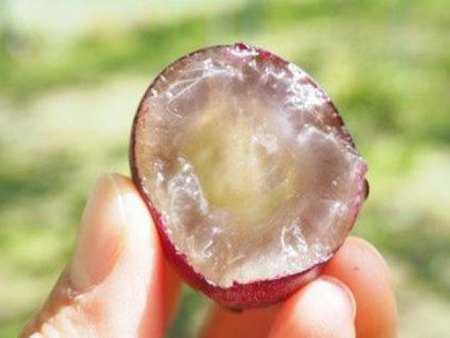 Thị trường - Tiêu dùng - Loại nho được cả phụ nữ lẫn đàn ông săn lùng, lý do rất đặc biệt