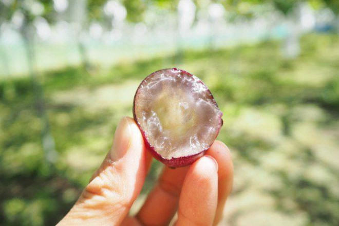 Nho Pione hay còn gọi là nho rượu đen. Đúng như tên gọi, vẻ ngoài của nho Pione tựa như những viên ngọc tím thẫm, với vẻ căng bóng mướt mắt.