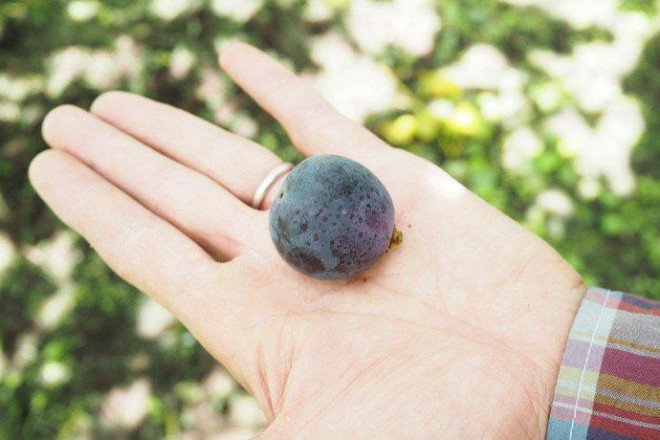 Nho Pione được trồng nhiều ở thành phố Miyoshi, là một trong những giống nho ngon nhất Nhật Bản.