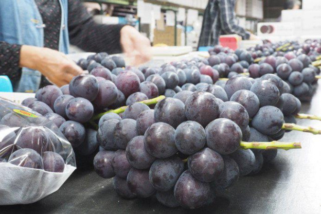 Nho đen Pione có chất lượng cao, thường được ăn trực tiếp hoặc sản xuất thành các chai rượu vang thượng hạng.