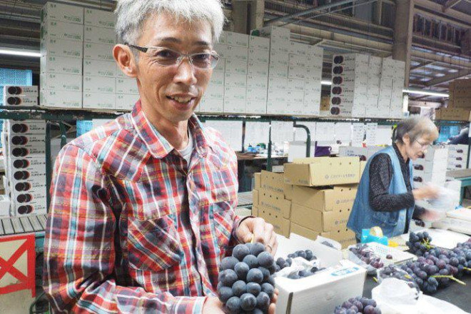 Nho đen Pione có độ ngọt hơn 18%, giá bán khoảng 400.000 đồng/chùm 400 g năm 2017. Hiện tại, giá thị trường đã lên đến 1-1,2 triệu đồng/chùm 600g.