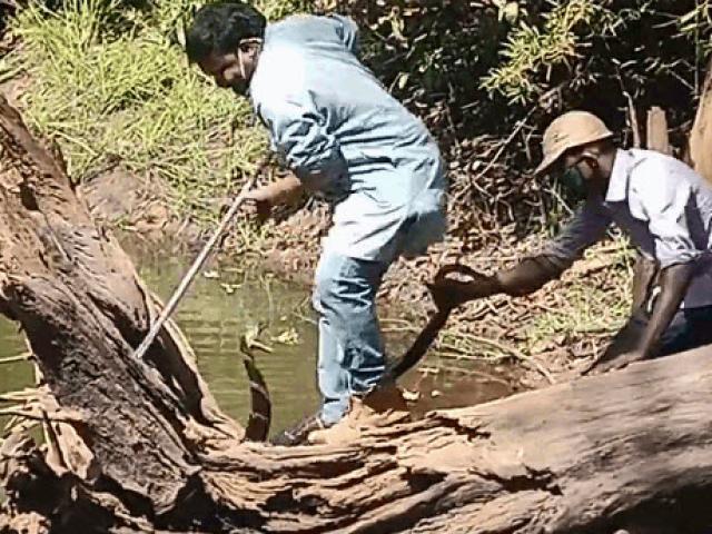 Media - Kinh hãi người đàn ông bị hổ mang 'khủng" tấn công