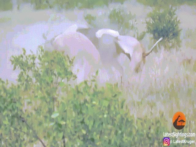 Phi thường - kỳ quặc - Video: Một mình "chiến" với 2 con sư tử, linh dương đầu bò chiến thắng ngoạn mục