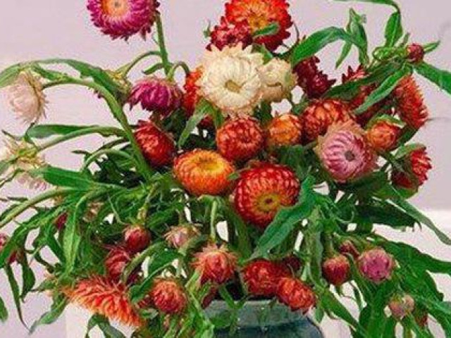 Thị trường - Tiêu dùng - Hoa cúc Trung Quốc đang được hội chị em săn lùng vì... cắm mãi không tàn