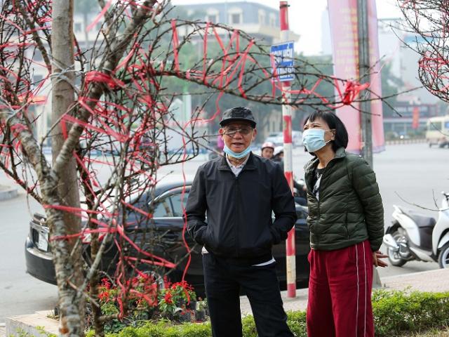 Thị trường - Tiêu dùng - Xe đào rừng dán tem đầu tiên ở Sơn La “đổ bộ” Hà Nội với giá hơn 10 triệu đồng/cây