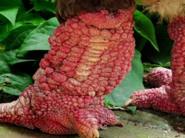 Thị trường - Tiêu dùng - Giống gà Việt Nam được báo Mỹ gọi là "gà rồng" có gì mà bán giá "cắt cổ"?