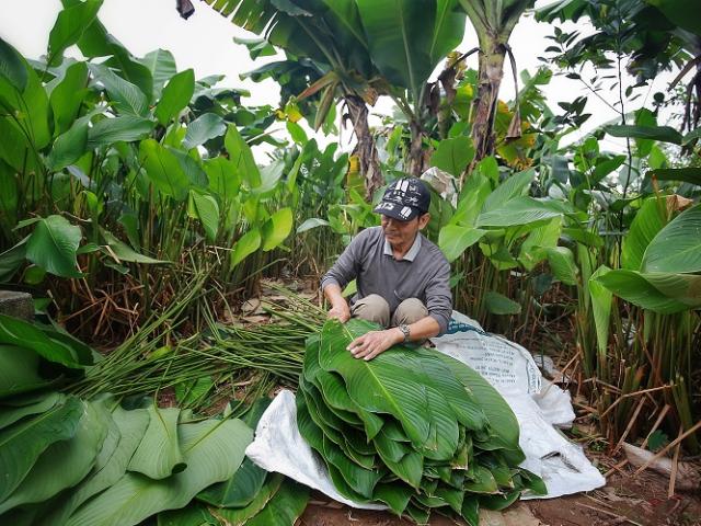 Kinh doanh - Nông dân làng Hà Nội “hốt bạc” nhờ trồng loại lá không thể thiếu dịp Tết Nguyên Đán