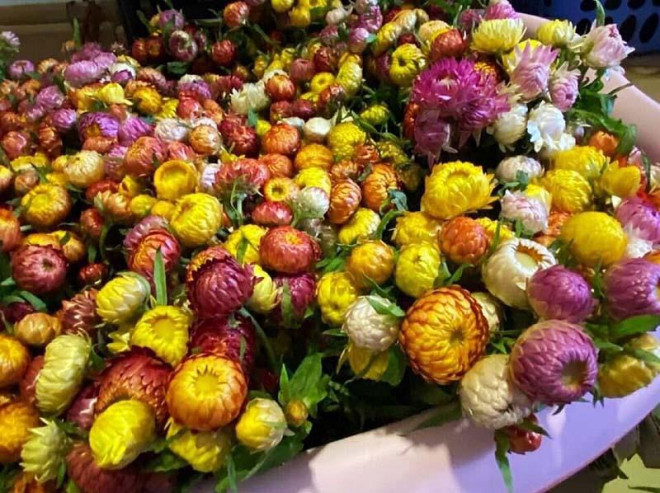 Càng gần Tết Nguyên đán, thị trường hoa càng sôi động. Năm nay, hoa cúc bất tử Trung Quốc được nhiều chị em lựa chọn vì màu sắc rực rỡ, có nhiều màu để lựa chọn, hoa để được lâu, quan trọng nhất là giá rẻ. Hiện, một bó hoa cúc bất tử Trung Quốc có giá từ 80.000 - 140.000 đồng.