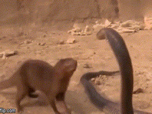 Media - Rắn hổ mang bất lực, bỏ mạng dưới hàm răng của cầy Mangut