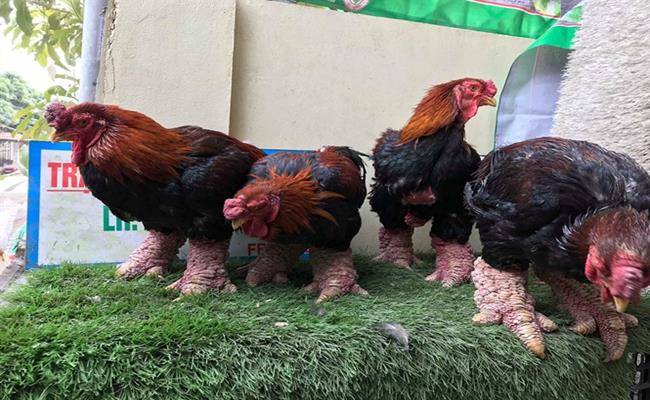 Một số nước như Anh, Nhật Bản... cũng đang có ý định nhập khẩu loại gà này về nghiên cứu. Tại thành phố Hồ Chí Minh, mỗi kg gà Đông Tảo xuất tại vườn có giá 350.000-800.000 đồng tùy loại, gà giống có giá 100.000-120.000 đồng/con.
